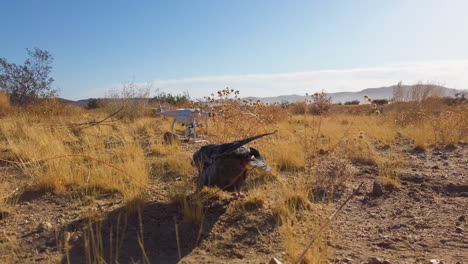 Pigeon-Used-As-Prey-Attached-To-Drone-For-Falcon-Training