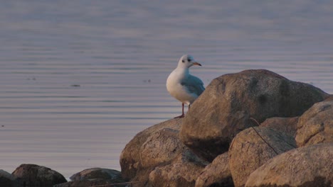 a seagull is sitting on the rocks at the edge of the lake