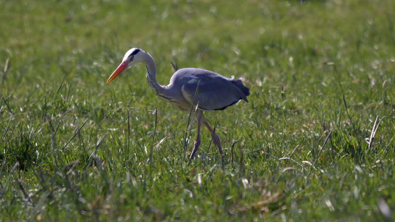 портретный снимок дикой серой цапли, охотящейся на зеленом лугу в ветреный день, трек-кадр