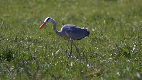 portrait shot of wild grey heron hunting in green meadow during windy day, track shot