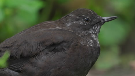 close-up of a brown dipper blinking showing its white eyelids