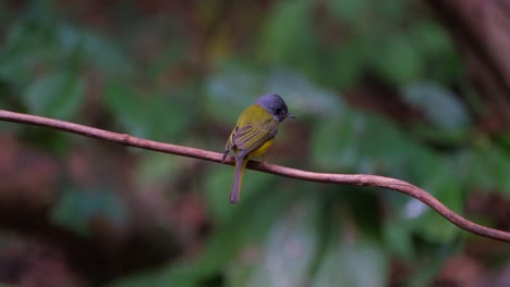 Looking-around-as-seen-from-its-back-while-perched-on-a-vine-deep-in-the-forest-then-flies-away,-Grey-headed-Canary-flycatcher-Culicicapa-ceylonensis,-Thailand