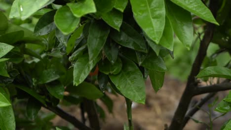 On-natural-open-farm-wildlife-close-up-orange-tree-pan-left-growing-food