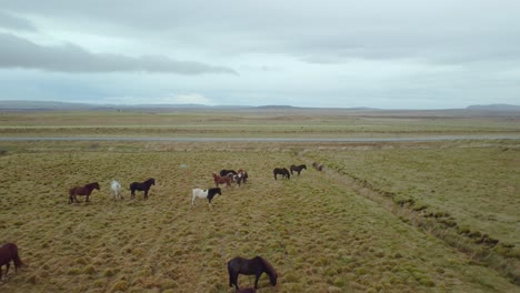 wild horses graze in the fields of iceland