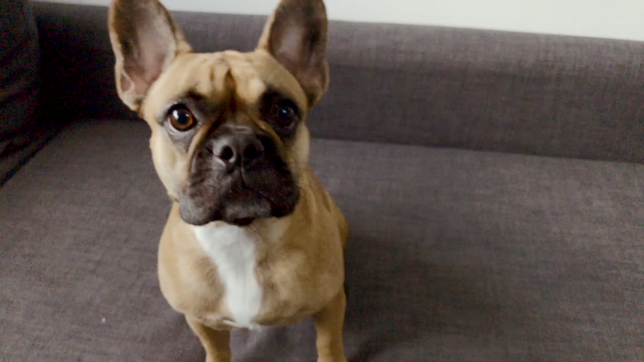 primer plano de cara de bulldog francés