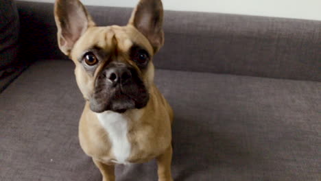 french bulldog face close-up