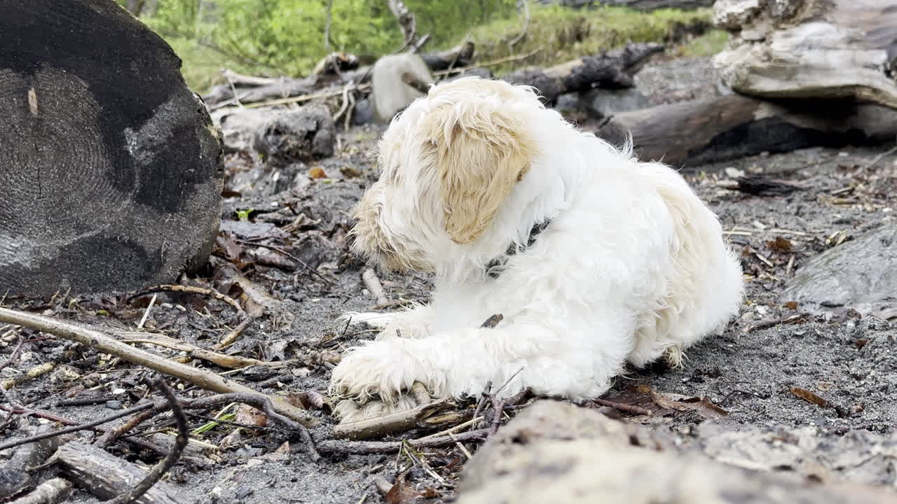강아지 가 해안선 에 있는 막대기 와 함께 놀고 있는 클로즈업
