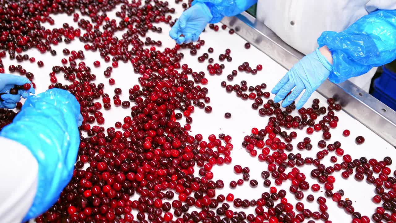 Cherries on a conveyor belt. Employees in blue gloves sorting cherries. Red ripe cherries on a white conveyor belt on a food factory.