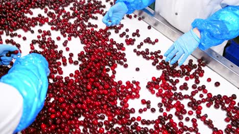 cherries on a conveyor belt. employees in blue gloves sorting cherries. red ripe cherries on a white conveyor belt on a food factory.