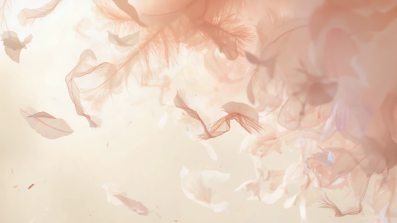 Petali di pesco fluttuanti e chiffon che entrano in uno studio beige caldo man mano che la sequenza di inquadrature progredisce, retroilluminato