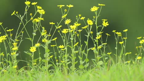 pequeñas flores amarillas sobre un fondo verde durante la temporada del monzón al mediodía