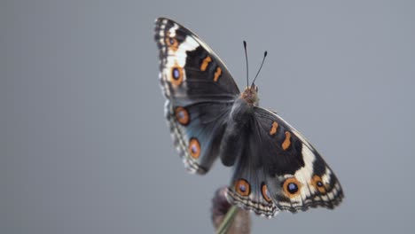 close up butterfly on a branch after emerging from the chrysalis or pupa