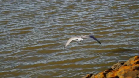 Seagull-flies-from-Steinover-the-North-Sea-in-Germany-over-the-sea,-flaps-its-wings-and-glides-slowly-through-the-air-in-slow-motion