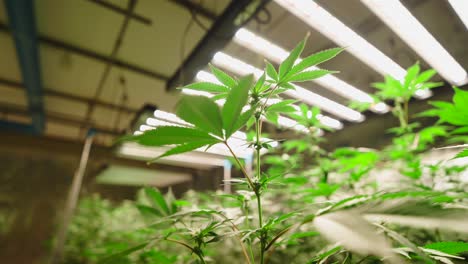indoor cannabis plants under led grow lights