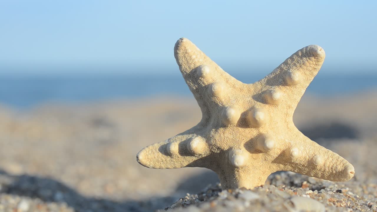 Sea cockleshells on the beach. Shooting on the beach
