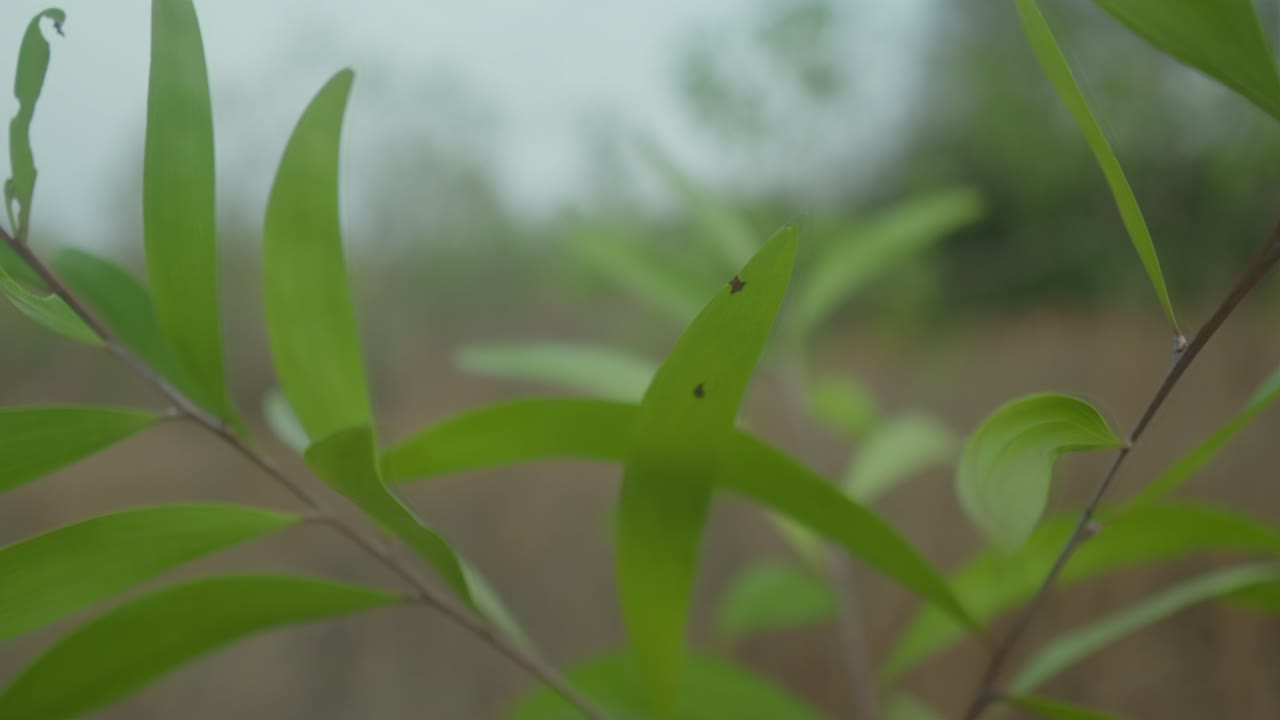 primer plano de hojas verdes jóvenes con enfoque suave en un fondo de campo brumoso, que transmite tranquilidad