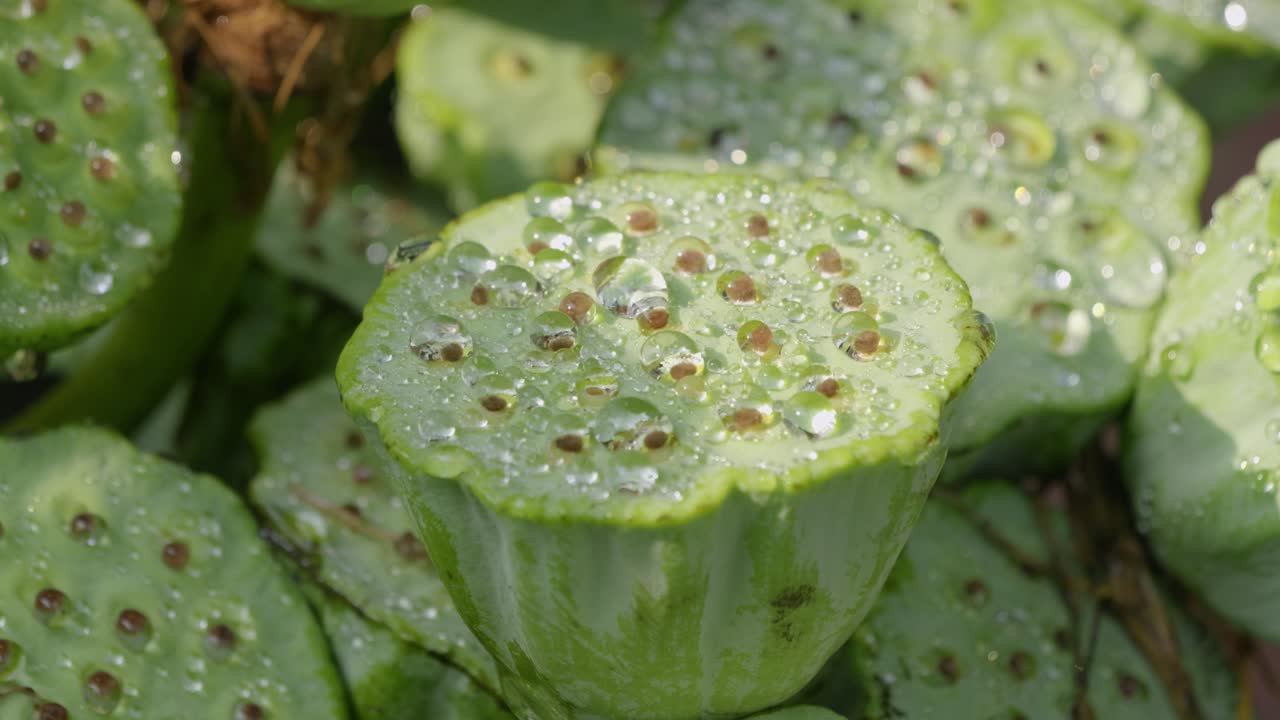 Slow motion close up of lotus root with water beads