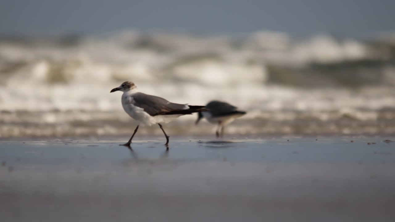 Gaivotas-de-cabeça-preta passeiam e forrageiam ao longo de uma praia de areia enquanto as ondas do oceano chegam, capturado em câmera lenta cinematográfica com pouca profundidade de campo