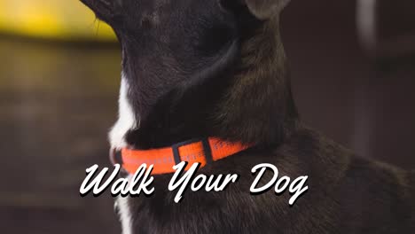 Animation-of-walk-your-dog-text-in-white,-over-black-and-white-pet-dog-in-red-collar-looking-up