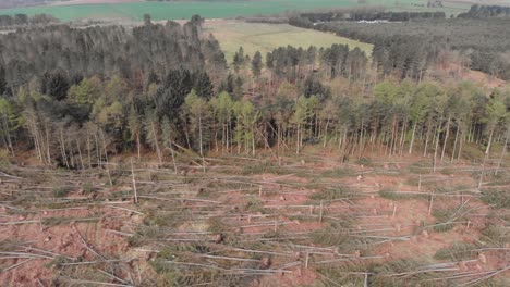 coniferous forest affected by strong winds during a storm