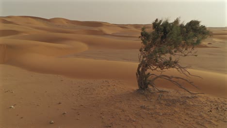 lone acacia tree in vast, arid desert landscape near el agunia, morocco, africa, survival, nature, adventure. aerial drone at low altitude, copy space