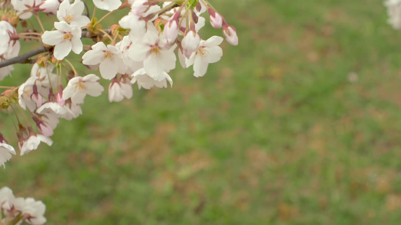 Spring border or background with white blossom