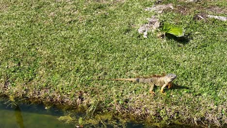 una vista de ángulo bajo de una iguana grande sobre hierba verde en florida