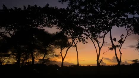 Volle-Seite-Viele-Bäume-Silhouetten-Mit-Goldenem-Sonnenuntergang-Hinter-Ihnen