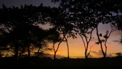 full side many trees silhouettes with golden sunset behind them