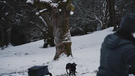 black labrador dog runs and jumps to catch snowball in mouth, slow motion