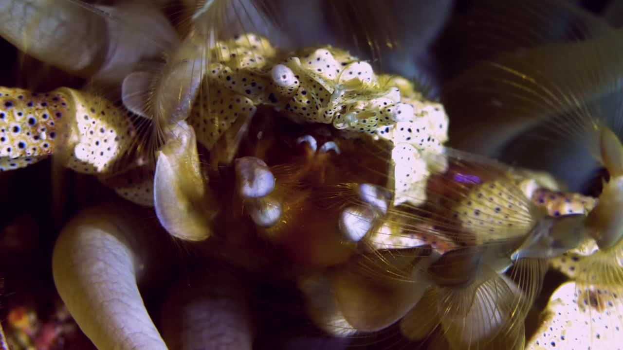 cangrejo de porcelana de anémona filtrando plancton y comiendo
