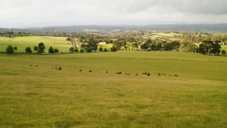 Troupe-of-kangaroos-relax-on-grassy-hillside-overlooking-quaint-Australian-town