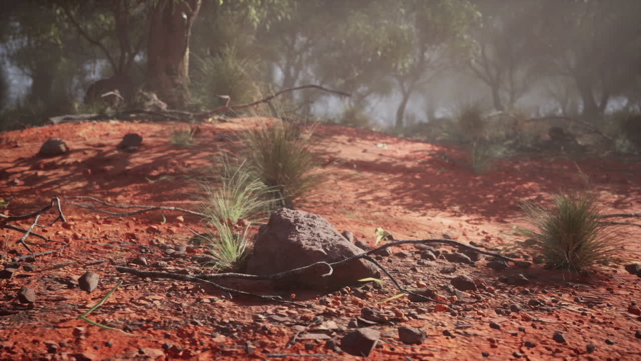 A Foggy Bush Landscape