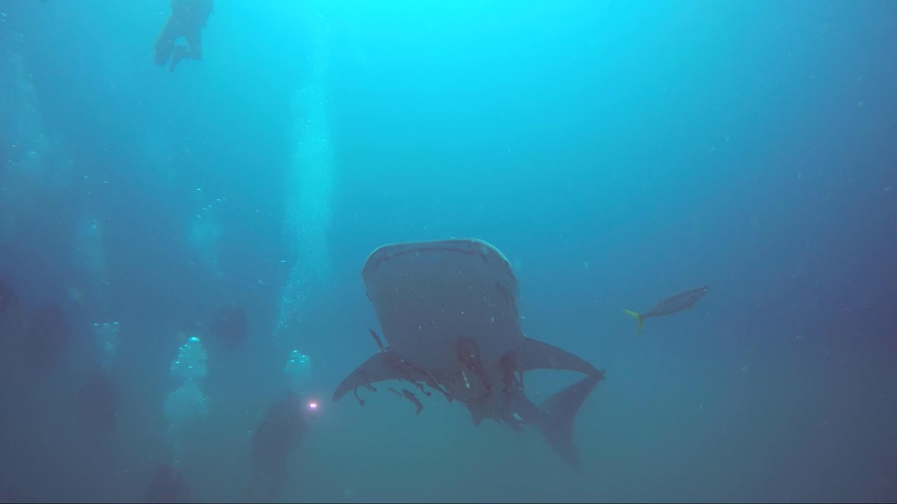 el tiburón ballena emerge de la niebla termoclina y nada alrededor de los buzos.