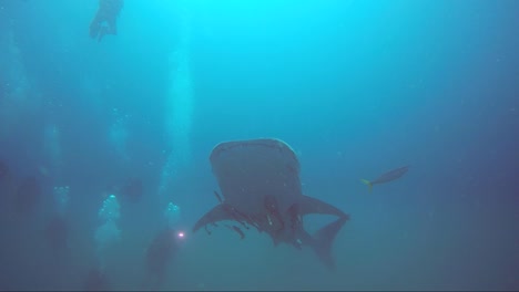 el tiburón ballena emerge de la niebla termoclina y nada alrededor de los buzos.