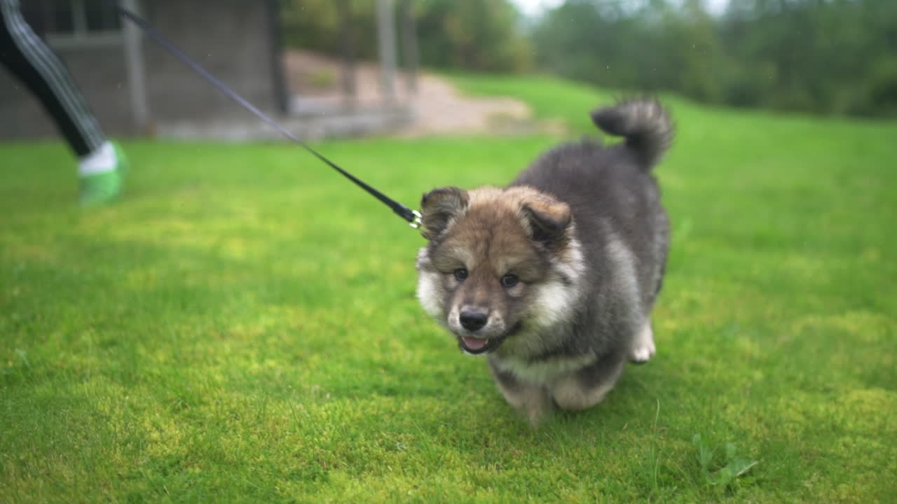 필드를 가로질러 실행 핀란드어 lapphund 강아지의 slowmotion 샷
