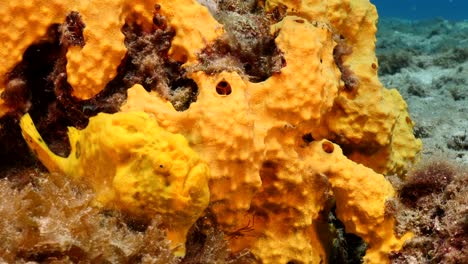 frogfish in coral reef of caribbean sea around curacao