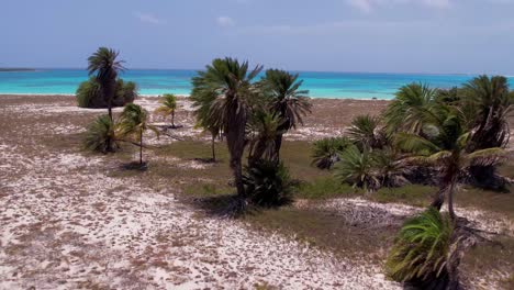 Palmera-Dátiles-Oasis-Tropical-Rodeado-De-Agua-De-Mar-Turquesa,-Disparo-De-Drones