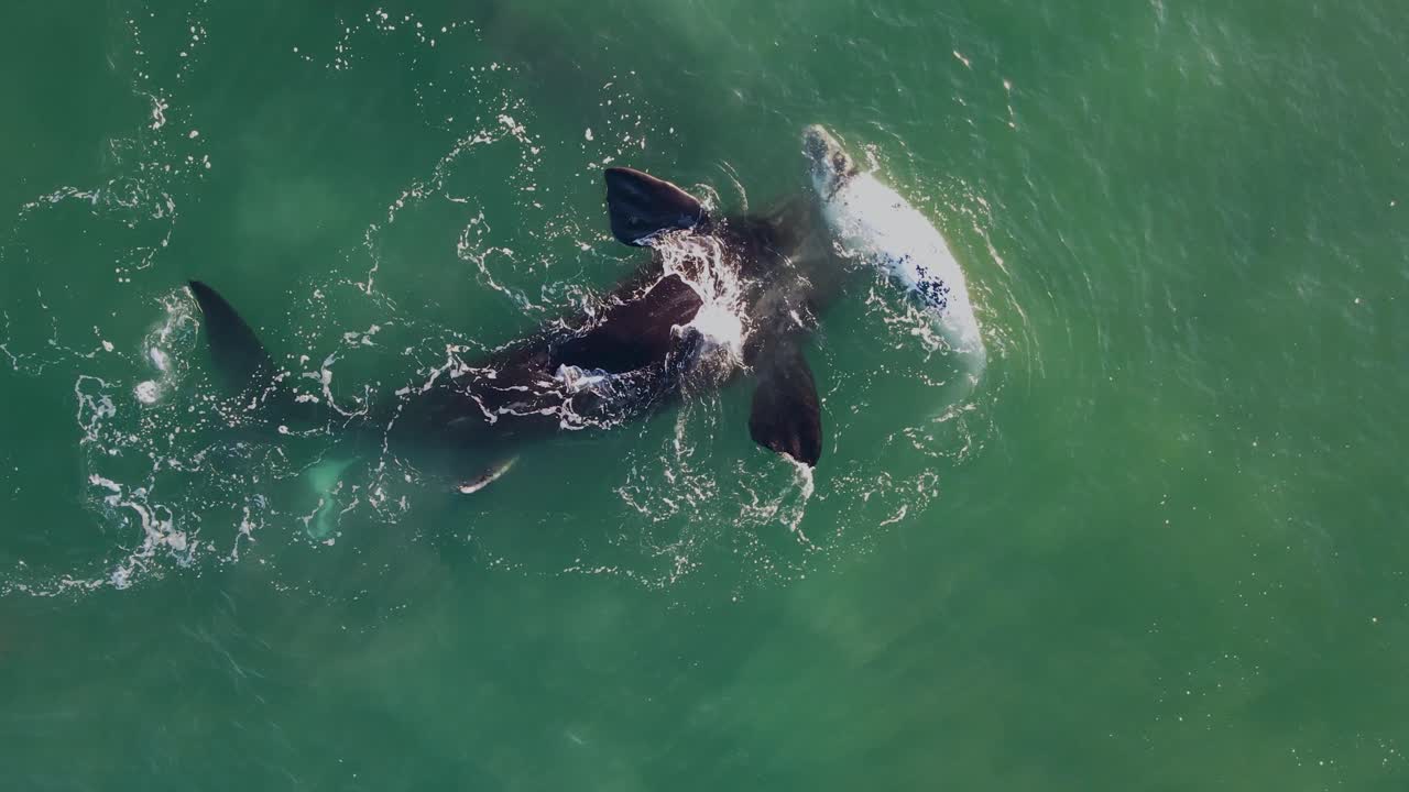 Brindle, not true albinism but a genetic mutation, occurring in 3-5% of Southern Right Whales causes them to be born white. The colour changes to a darker, mottled pattern as the whale ages