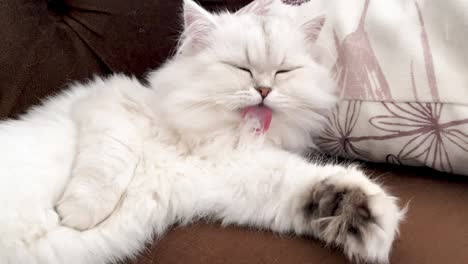 4k video footage of white cat licking his paws and washes himself on a brown armchair