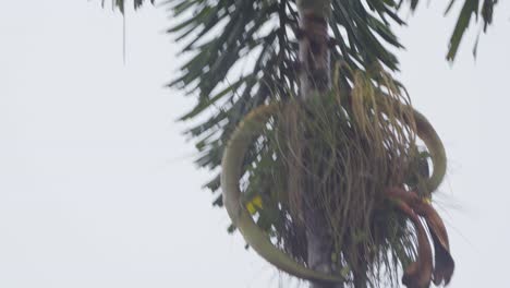 A colorful oropendola bird flies with grass in its beak then lands in a palm tree to build its nest