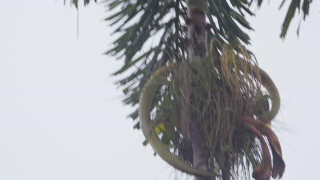 a colorful oropendola bird flies with grass in its beak then lands in a palm tree to build its nest