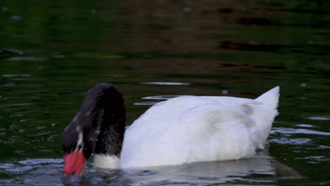 Un-Cisne-Adulto-De-Cuello-Negro-Que-Hunde-La-Cabeza-Bajo-El-Agua-En-Busca-De-Comida-Mientras-Flota-En-Un-Lago