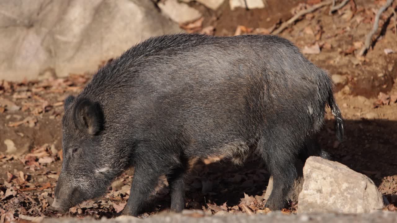 전경이 흐릿한 핸드헬드 패닝으로 가을 잎을 걷는 멧돼지
