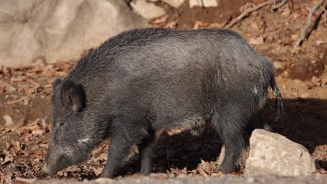 Wildschwein,-Das-Durch-Herbstblätter-Geht,-Mit-Verschwommenem-Schwenken-Im-Vordergrund