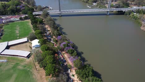 Revelación-Inclinada-Del-Puente-Eleanor-Schonell-Que-Cruza-El-Río-Brisbane-En-Dutton-Park,-Brisbane,-Queensland