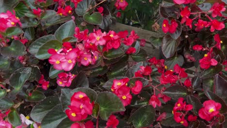 Fass-Mich-Nicht-An-Oder-Impatiens