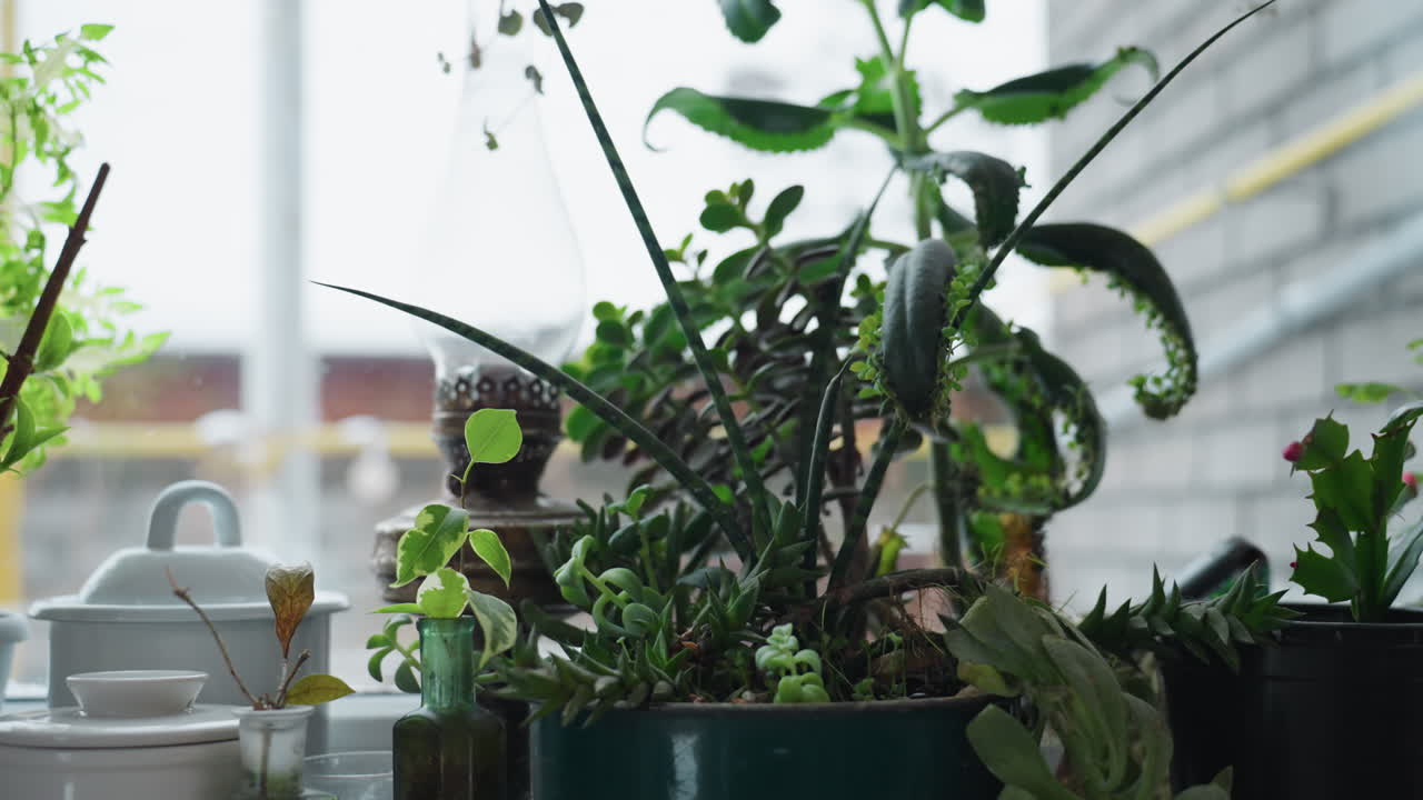 Close up view of green plants lined up on frosted window sill with snowy village backdrop visible through icy glass, conveying cozy winter greenhouse vibe with vibrant foliage bathed in soft daylight