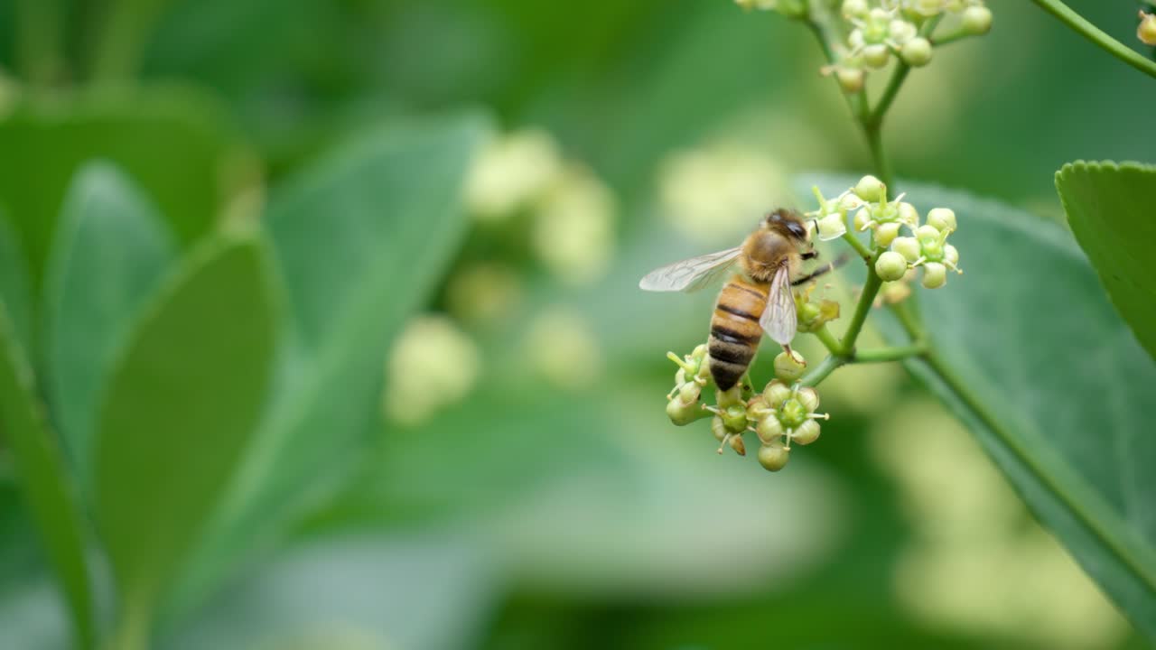 euonymus japonicus 흰 꽃 꽃에서 꿀을 복용하는 꿀벌 - 매크로