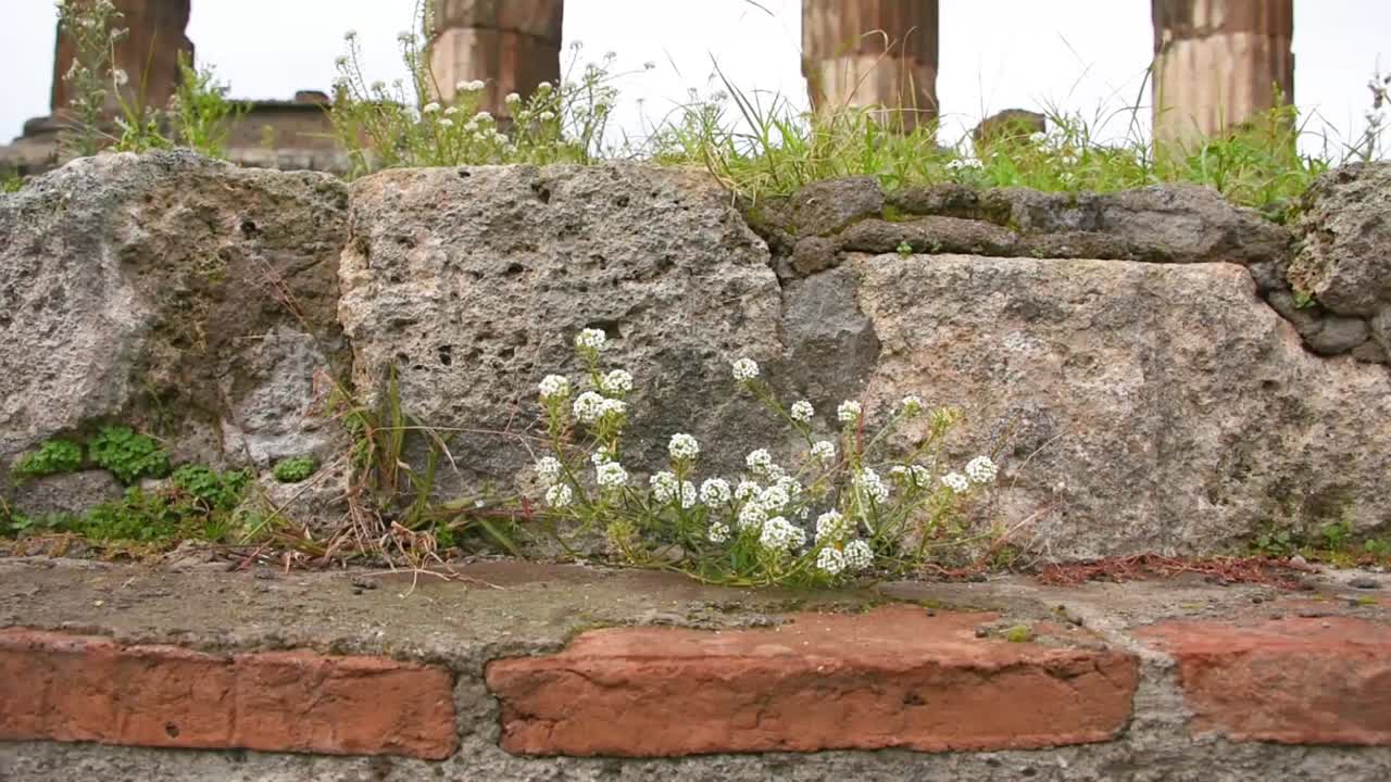 Ancient Ruins with White Flowers Growing on Stone Wall